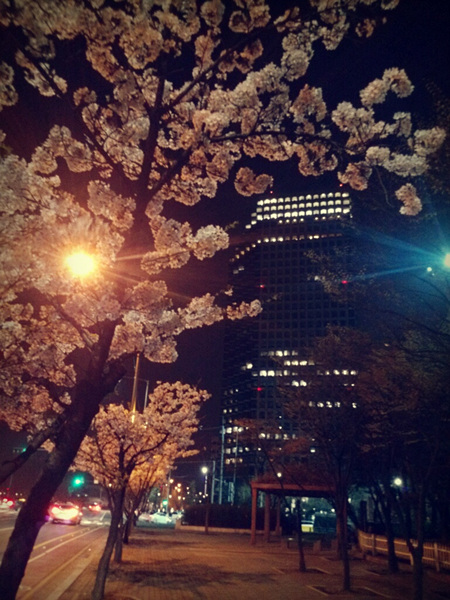 벚꽃 사진1