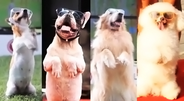 3D 안경을 낀 강아지들의 사진
