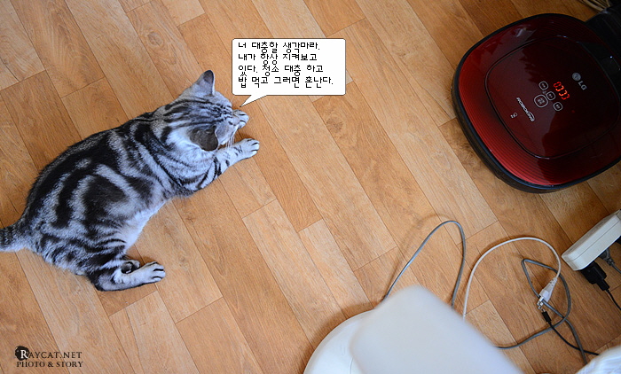 고양이, 로봇 청소기 로보킹 듀얼아이 2.0 사진