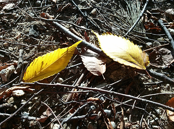 옵티머스 G로 촬영한 낙엽