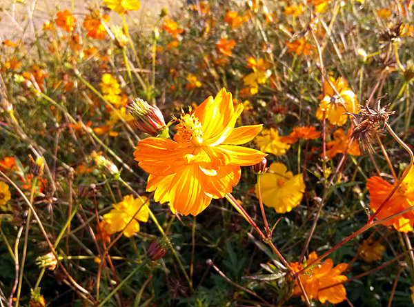 옵티머스 G로 촬영한 꽃