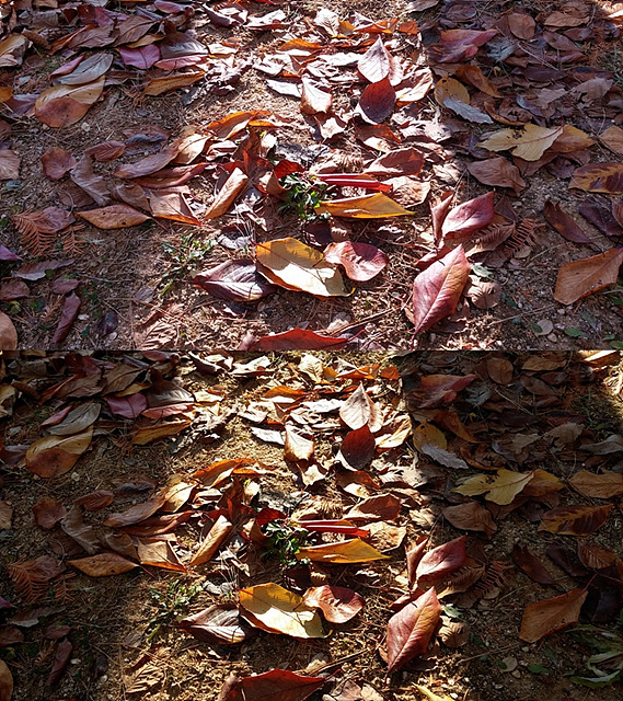 낙엽사진