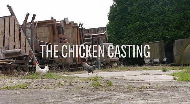 더 치킨 캐스팅 대상이 되었던 닭들이 마당을 걷고 있다.