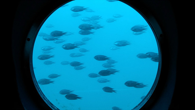 잠수함에서 본 바다 속 풍경으로 수십마리의 물고기들이 돌아다니고 있는 모습이다.