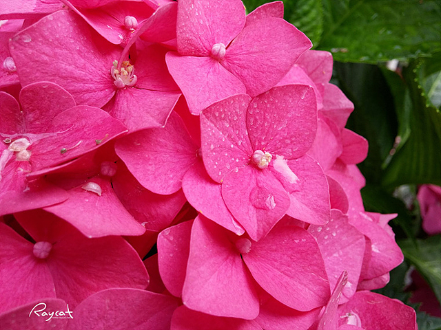 핑크색 꽃에 물방울이 송글송글 맺혀있다