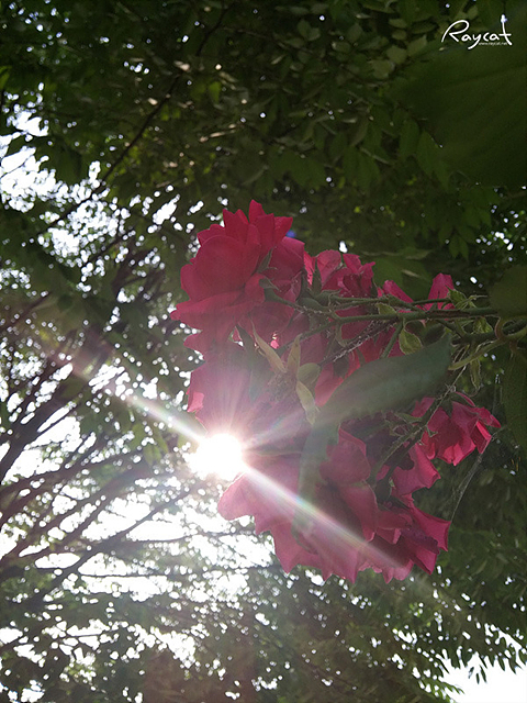 울창한 나무와 꽃 사이로 햇살이 비추고 있다