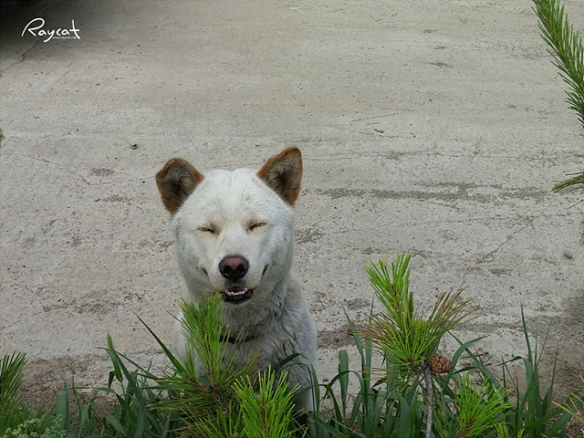 순간포착한 강아지의 사진. 웃고 있는 것처럼 보인다.