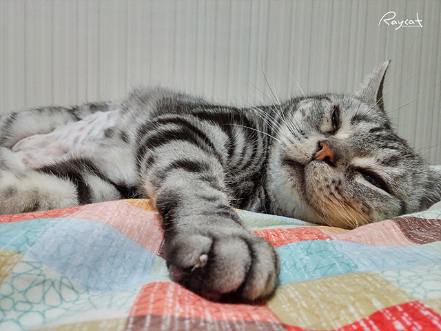 검은색과 흰색, 회색이 섞인 단모종 고양이가 침대에 누워있다.