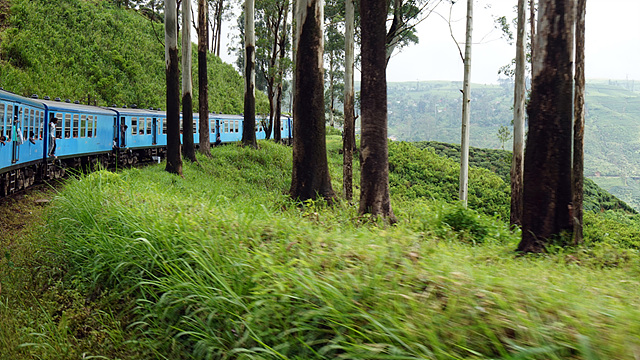 비빌리로 향하는 길. 나무와 수풀 사이로 기차가 달리고 있다.
