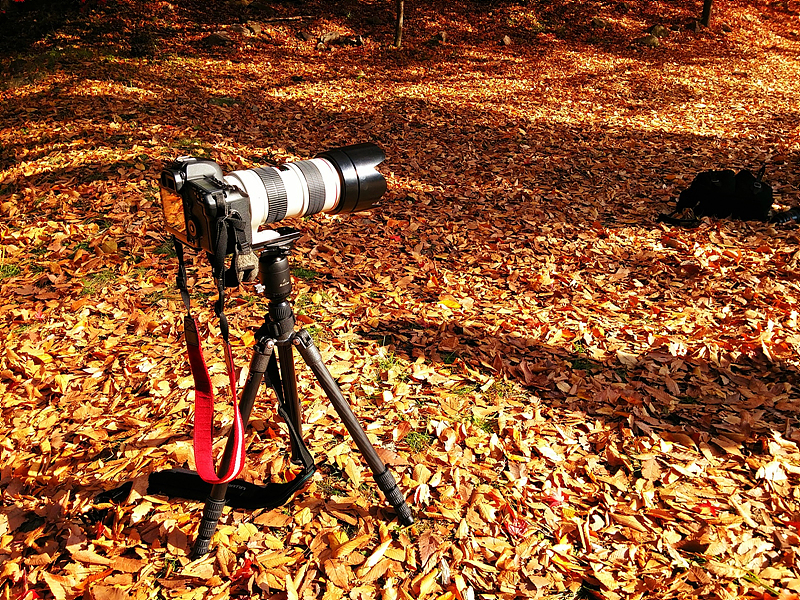 카메라가 삼각대 위에 놓여져 있다. 바닥이 보이지 않을 정도로 낙엽이 수북하게 깔려있다.
