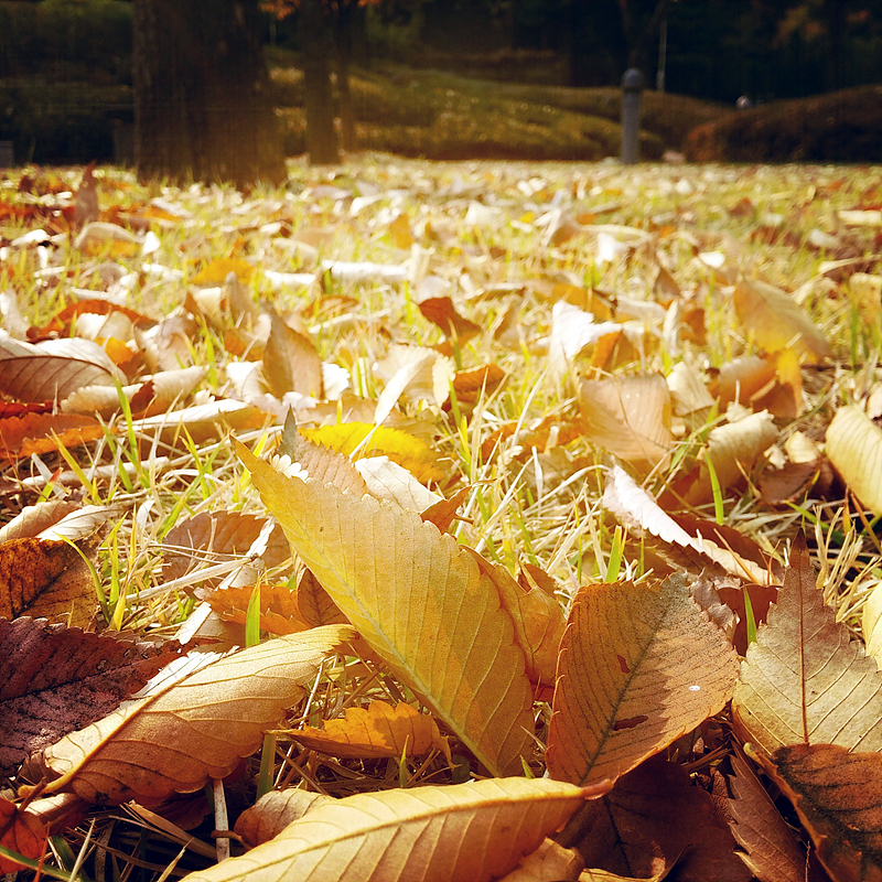 잔디밭 위에 수북히 쌓인 낙엽