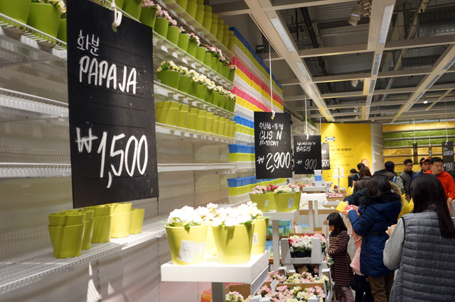 이케아(IKEA)에서 판매하는 화분의 모습과 쇼룸을 둘러보는 사람들. '화분 PAPAJA'는 1,500원에 판매되고 있다. 