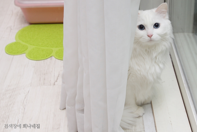 흰색 고양이가 커튼 뒤에 숨어있다.