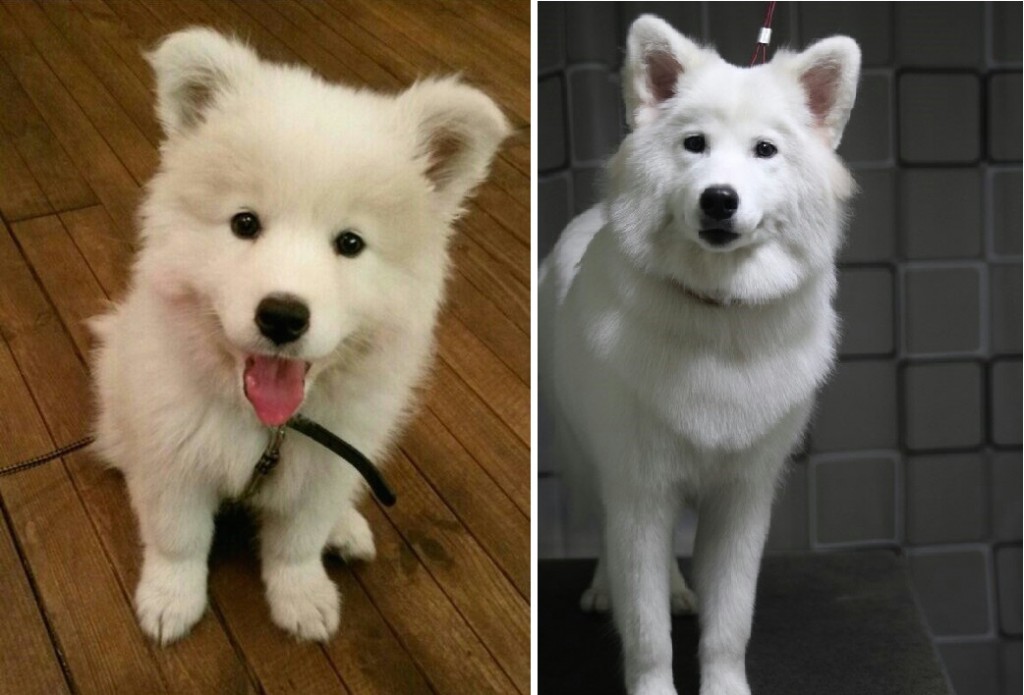 1년 사이에 폭풍성장한 미호. 어린 강아지의 모습(왼쪽) 성견이 된 미호의 모습(오른쪽)