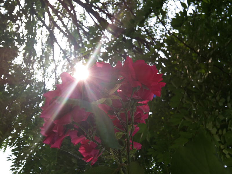 빨갛게 핀 꽃의 사진을 카메라로 담았다. 역광을 받아 꽃 사이로 햇살이 비치는 사진.