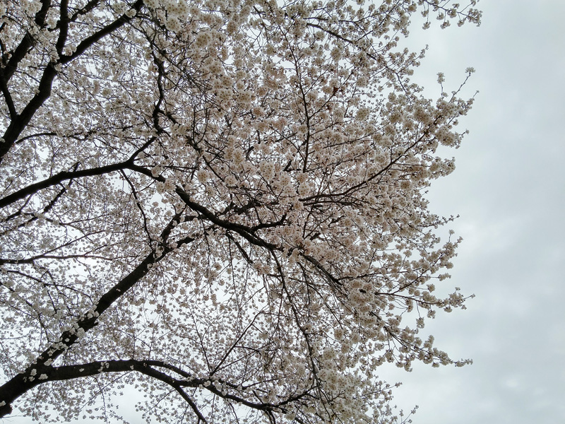 벚꽃이 흐드러지게 핀 나무를 밑에서 촬영한 사진 