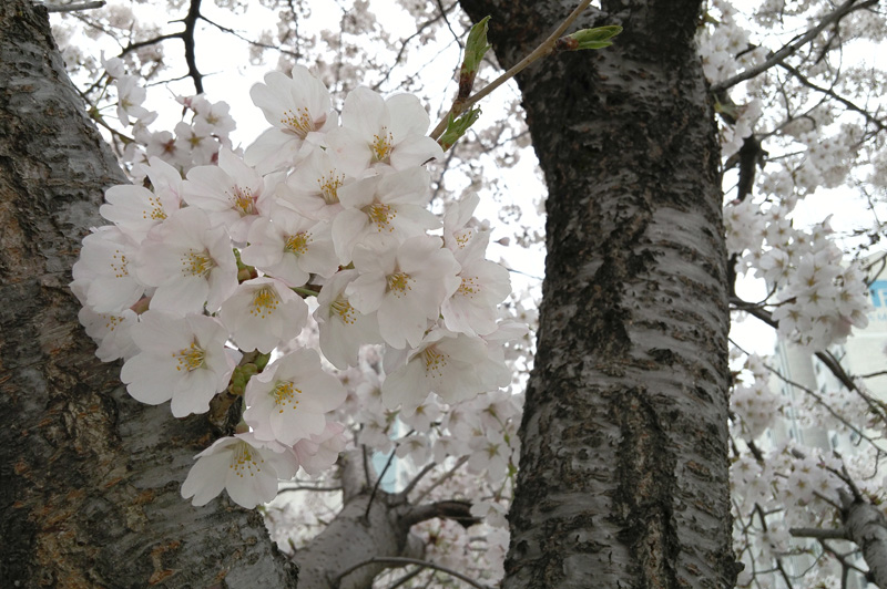 나무에 피어있는 벚꽃을 촬영한 사진