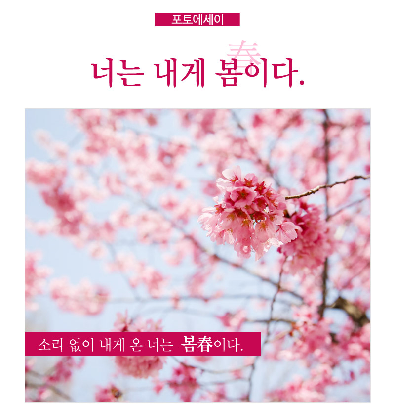 포토에세이. 너는 내게 봄이다. - 소리 없이 내게 온 너는 봄春이다. : 나무에 활짝 피어난 분홍색 꽃