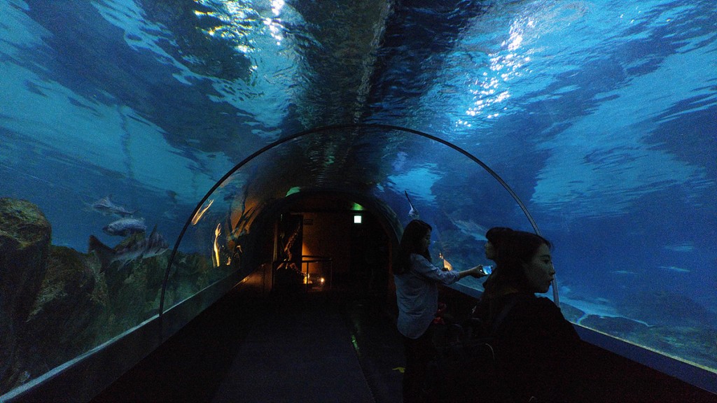 코엑스 아쿠아리움에서 찍은 해저터널