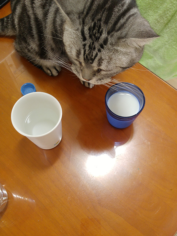 고양이 한 마리가 컵 안의 우유를 내려다 보고 있다