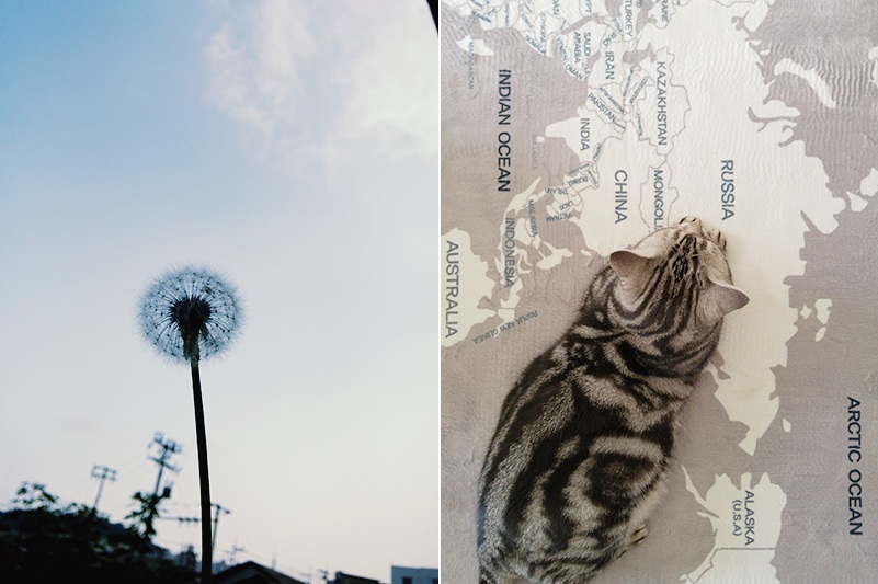 세로로 긴 화면으로 하늘이 보이고, 중간에 민들레씨가 보인다.(왼쪽) 세로로 긴 화면으로 세계 지도가 보이고, 지도 위에 고양이가 누워 있다.(오른쪽)