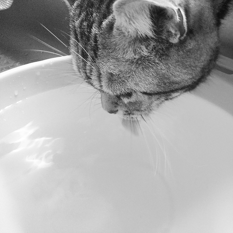 고양이가 물을 핥고 있는 모습