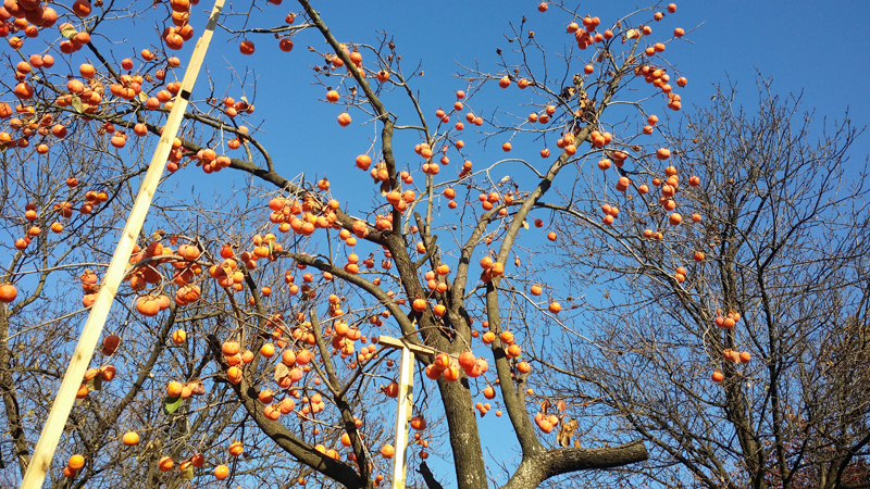 서울 남산의 한 구석에서 촬영한 가을의 감나무
