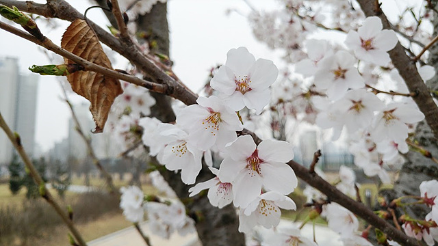 G5로 초근접 촬영한 벚꽃 사진 