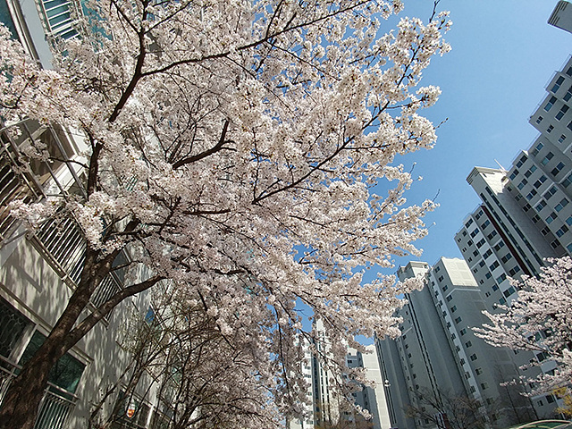 G5 광각 카메라로 담아낸 벚꽃 나무의 모습입니다.