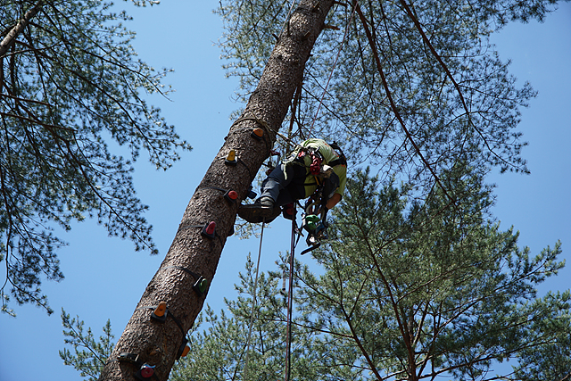 각종 장비와 매듭법을 이용해 나무를 안전하게 오르는 방법을 교육 중인 모습
