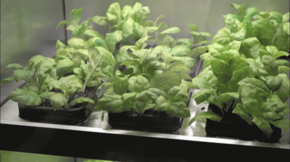 CES 2020에서 선보인 LG전자 식물재배기 모습 2