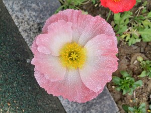 아침 이슬에 젖어있는 분홍색 꽃