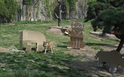 LG전자가 가전제품의 포장재를 재활용해 동물들이 보다 건강하게 생활할 수 있도록 도와주는 사회공헌활동을 펼친다. 사진은 서울대공원에 있는 동물들이 LG전자 가전제품의 포장 박스로 만든 놀이도구를 가지고 놀고 있는 모습.