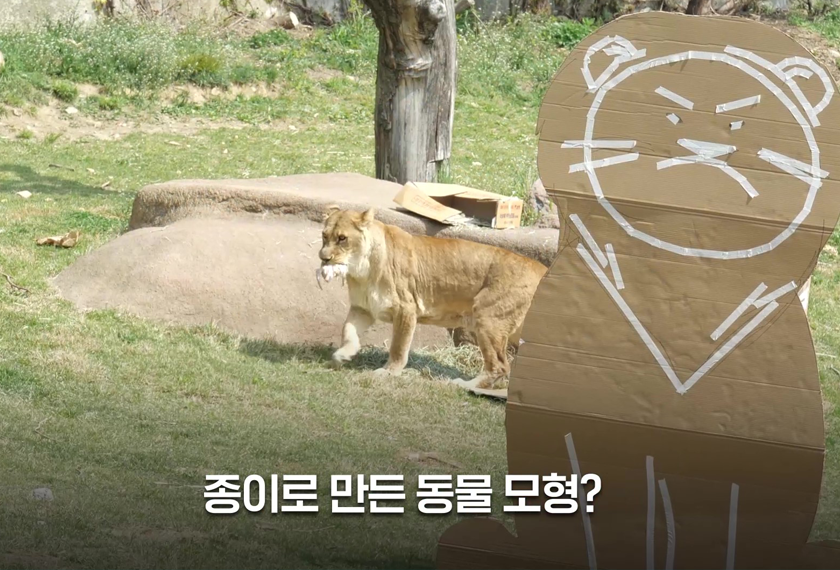 서울대공원 사자들의 장난감은 무엇일까요?